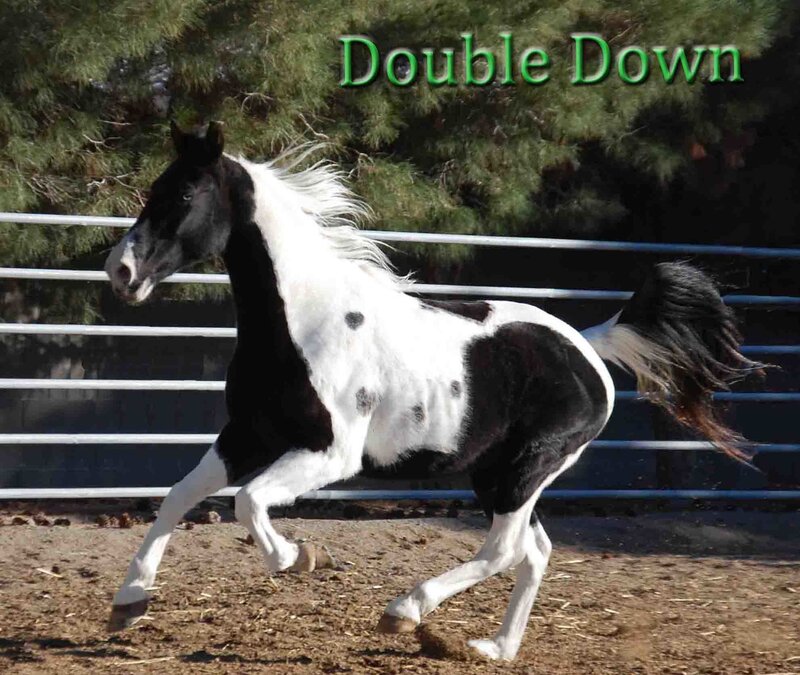 Black and White Pinto Horse — Active, Afternoon, Photograph, Fence