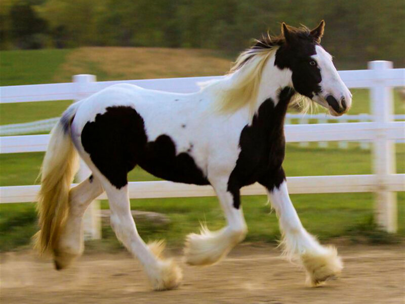 Black and White Pinto Horse — Active, Afternoon, Photograph, White Fence