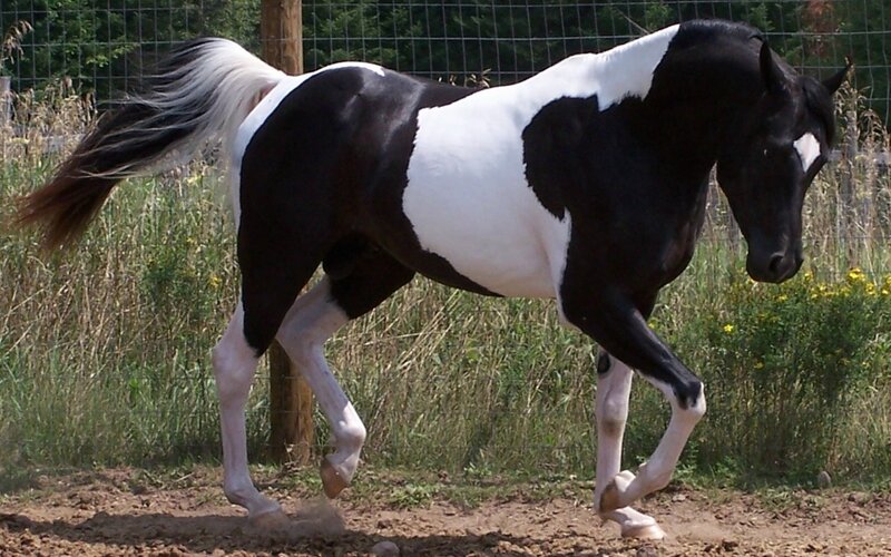 Black and White Pinto Horse — Active, Afternoon