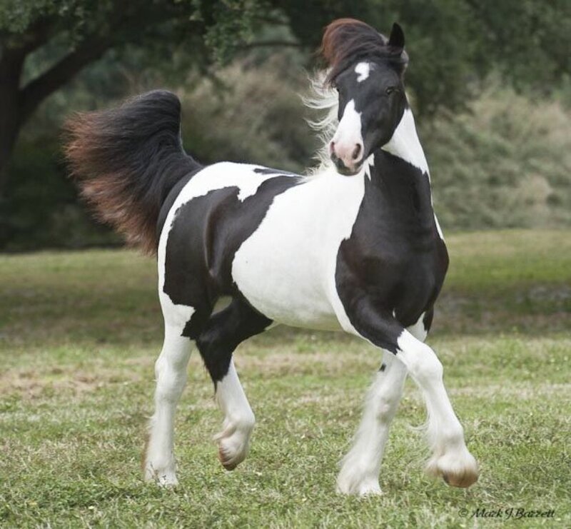 Black and White Pinto Horse — Active