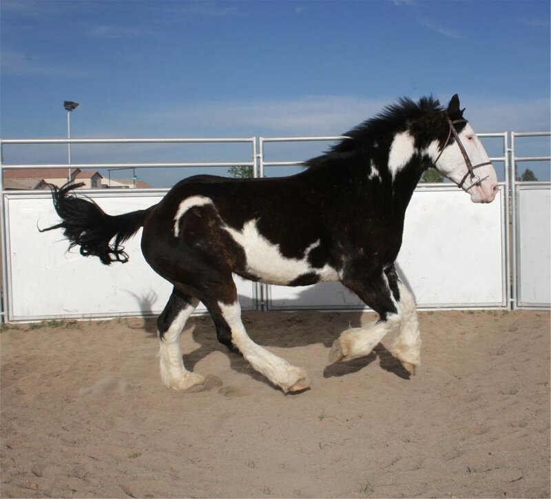 Black and White Pinto Horse — Brown, Active