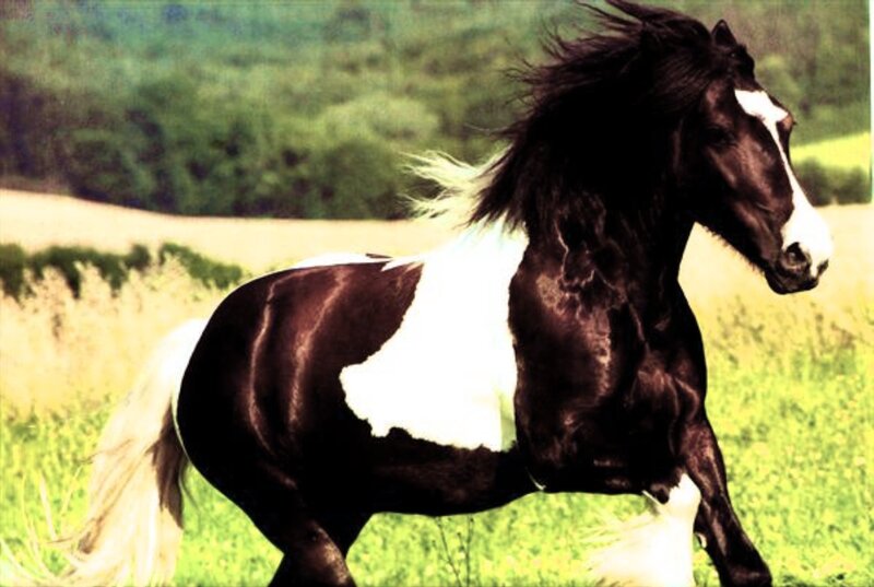 Black and White Pinto Horse — Brown, Dynamic