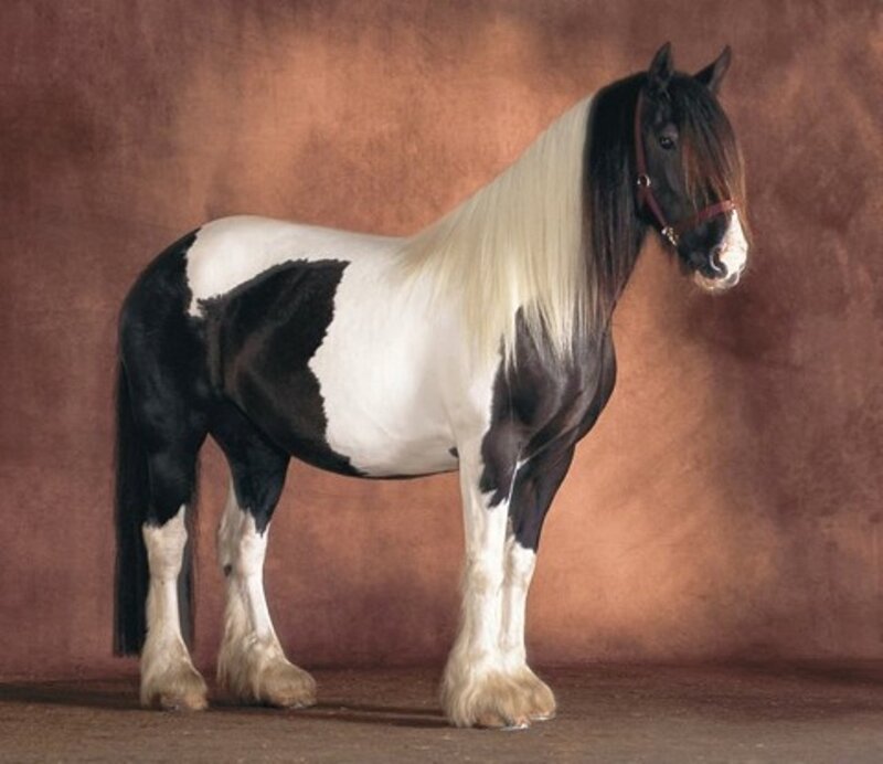 Black and White Pinto Horse — Brown