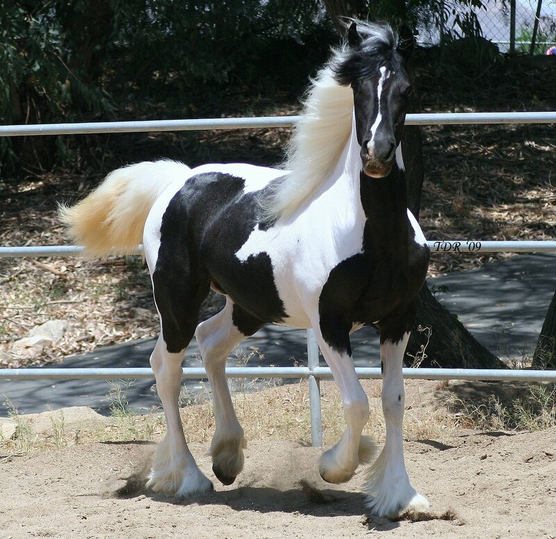 Black and White Pinto Horse — Calm, Afternoon, Photograph, Fence, Dirt Ground