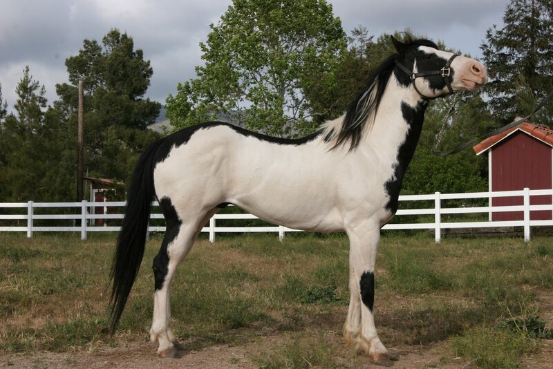 Black and White Pinto Horse — Calm, Afternoon, Photograph, Fence, Trees