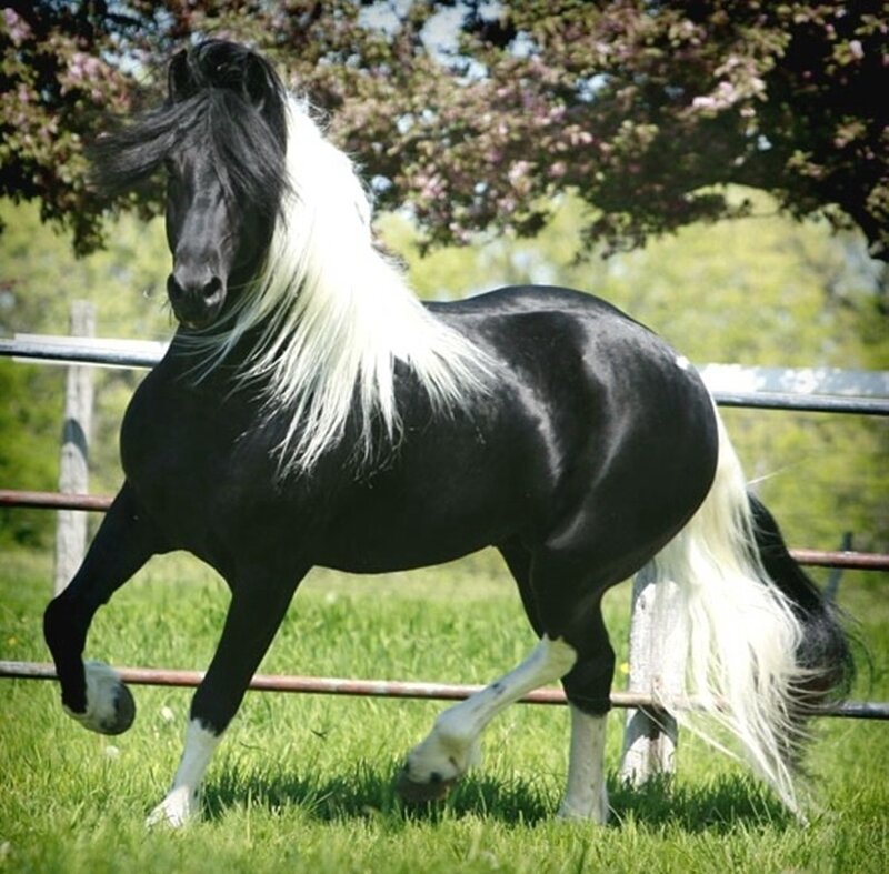 Black and White Pinto Horse — Calm, Afternoon, Photograph, Grass