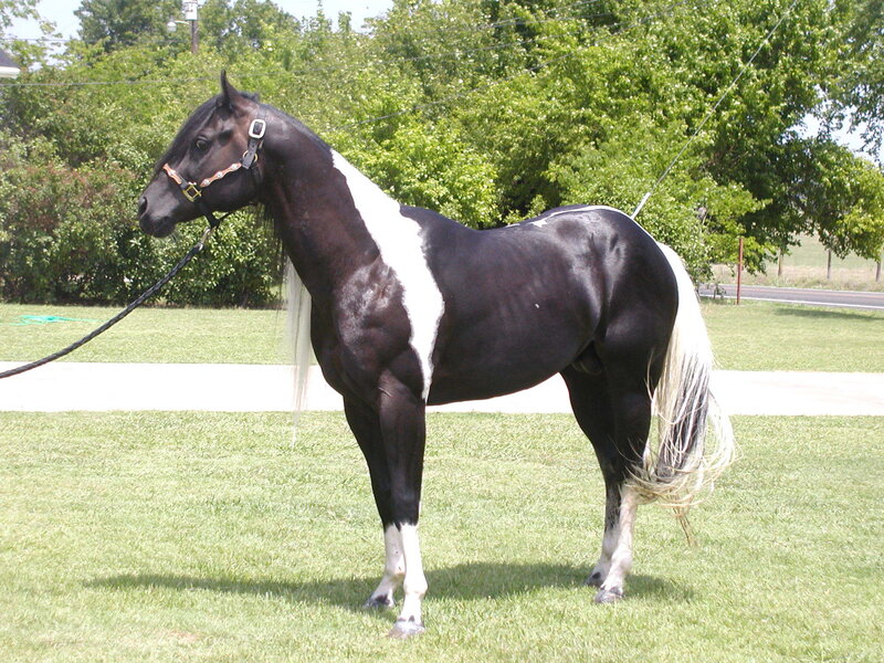 Black and White Pinto Horse — Calm, Afternoon, Photograph, Grass, Trees