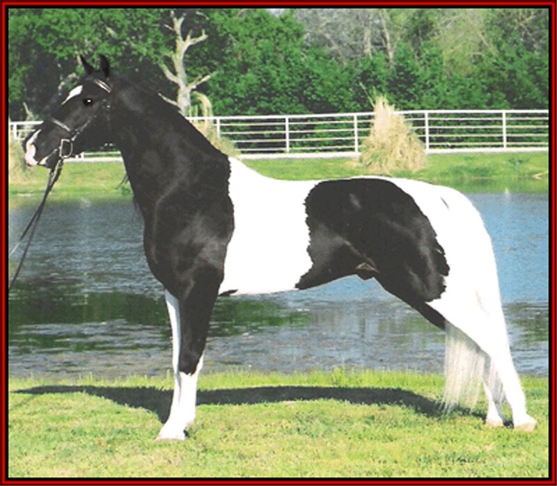 Black and White Pinto Horse — Calm, Afternoon, Photograph, Pond