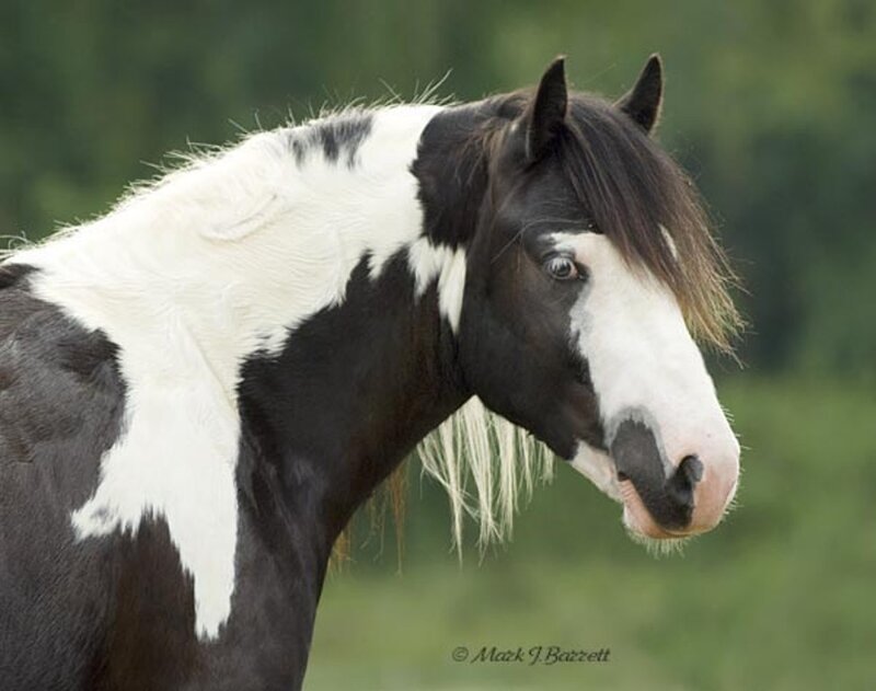 Black and White Pinto Horse — Calm, Afternoon, Photograph