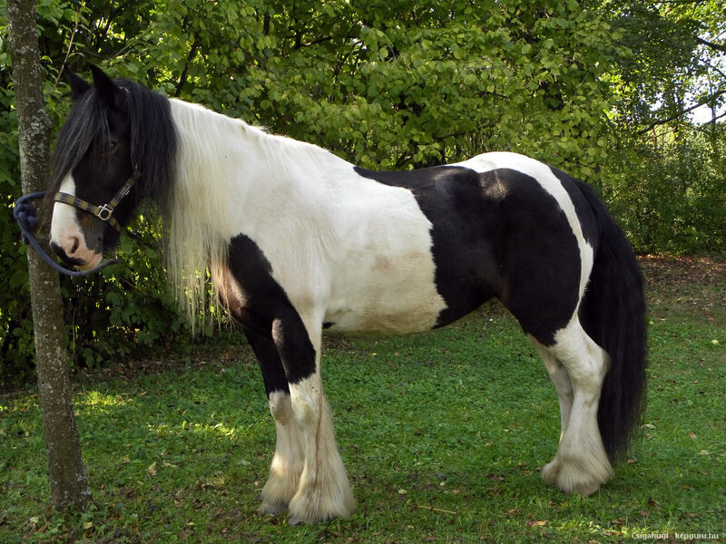 Black and White Pinto Horse — Calm, Afternoon, Photograph, Tree