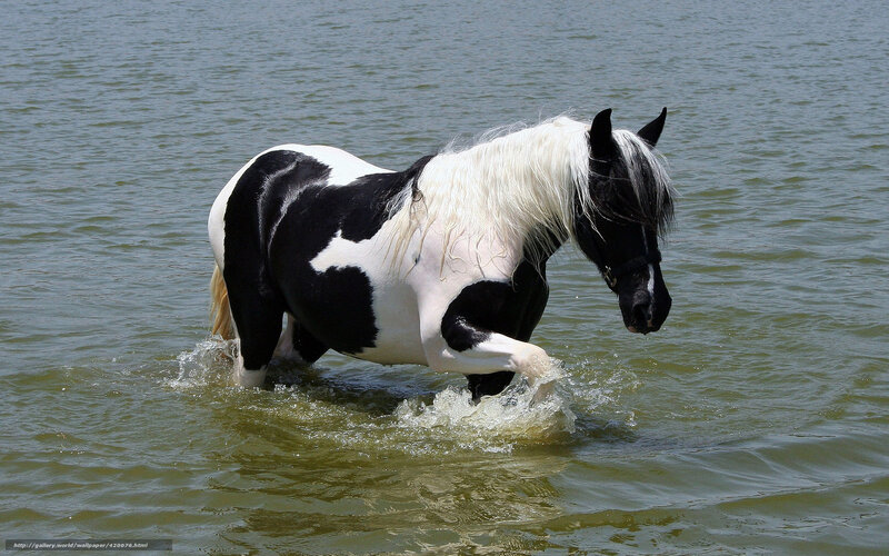 Black and White Pinto Horse — Calm, Afternoon, Photograph, Water, Splashing, Green