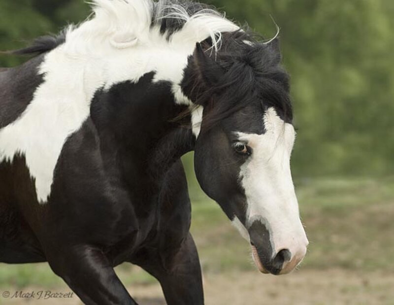Black and White Pinto Horse — Calm, Afternoon