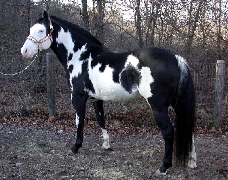 Black and White Pinto Horse — Calm, Autumn
