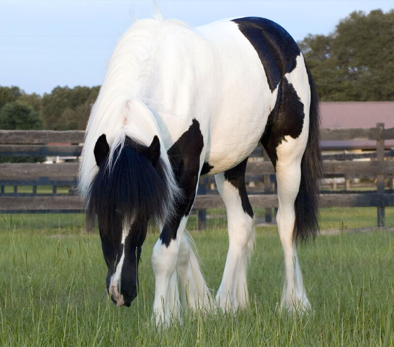 Black and White Pinto Horse — Calm