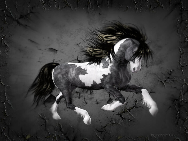 Black and White Pinto Horse — Dramatic, Digital Art