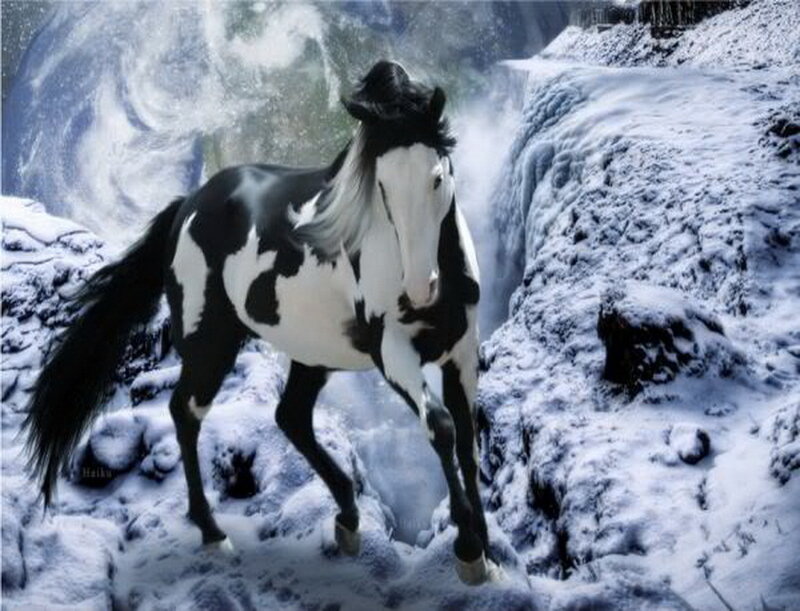Black and White Pinto Horse — Dramatic
