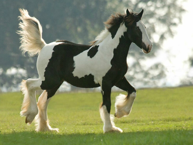 Black and White Pinto Horse — Green, Active