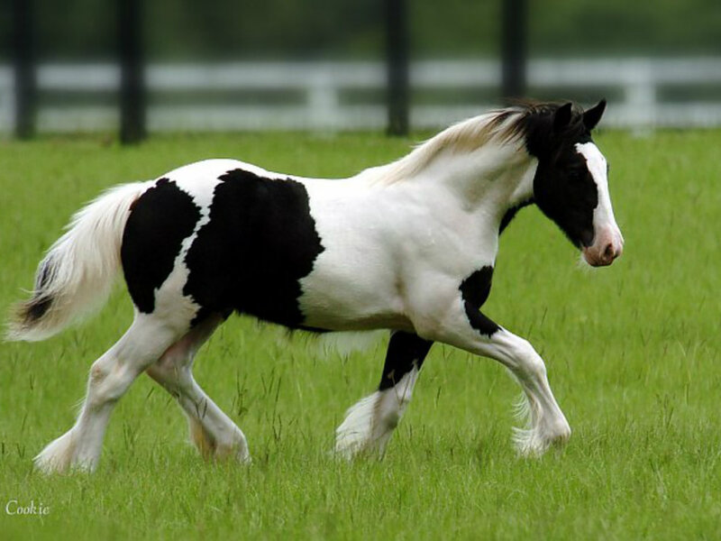 Black and White Pinto Horse — Green, Calm