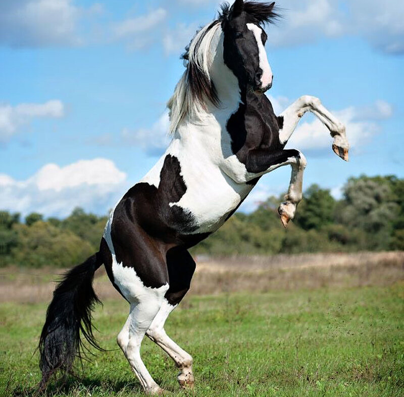 Black and White Pinto Horse — Green, Dynamic, Afternoon