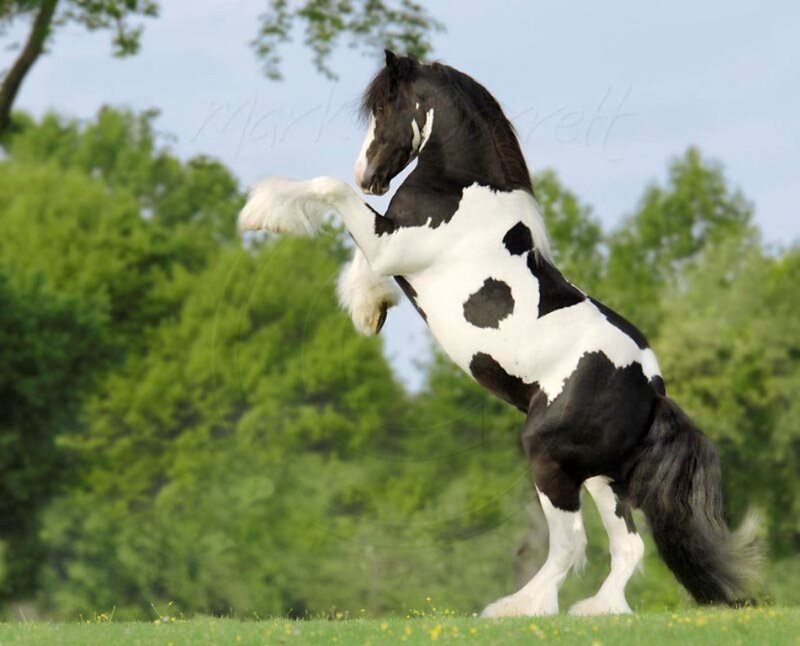 Black and White Pinto Horse — Green, Dynamic