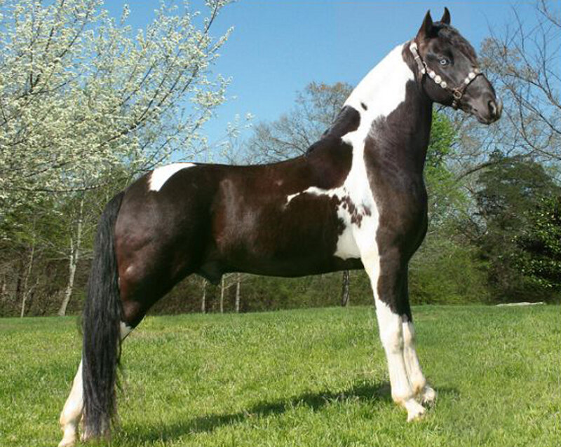 Black and White Pinto Horse — Green, Serene, Spring