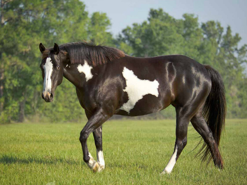 Black and White Pinto Horse — Green