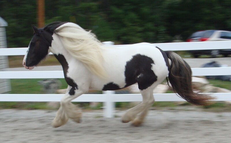 black and white pinto horse running
