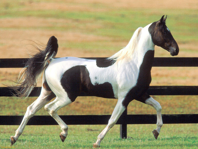 black and white pinto horse running