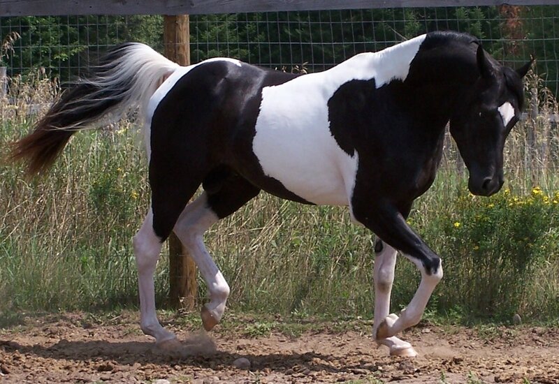 black and white pinto horse running