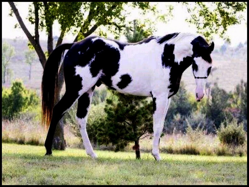 Black and White Pinto Horse — Serene, Afternoon