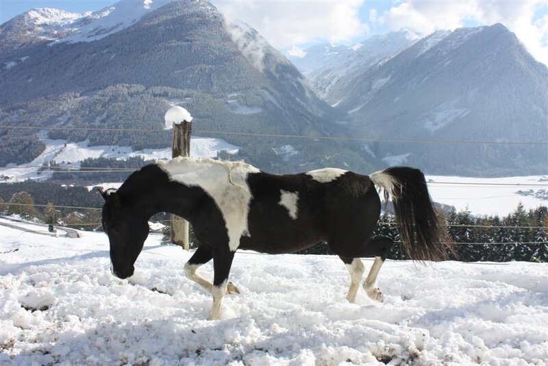 Black and White Pinto Horse — Serene