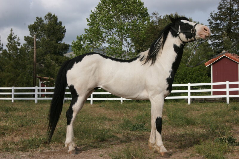 black and white pinto horse
