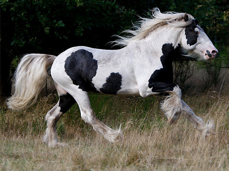 Black-and-white Pinto Horse — White