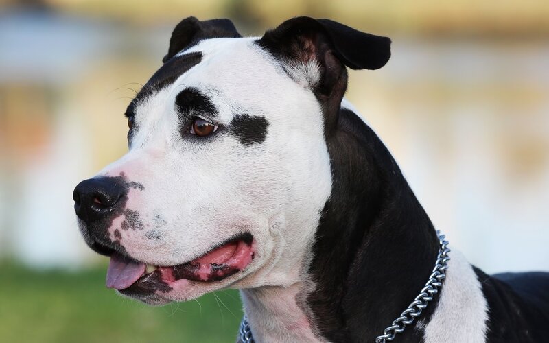 Black and White Pit Bull — Calm, Afternoon