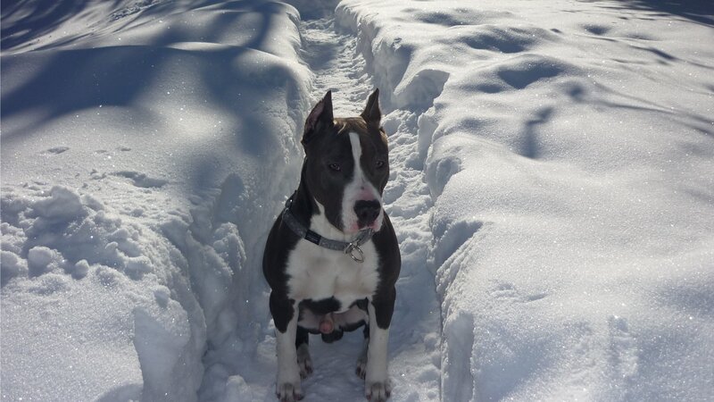 Black and White Pit Bull — Calm