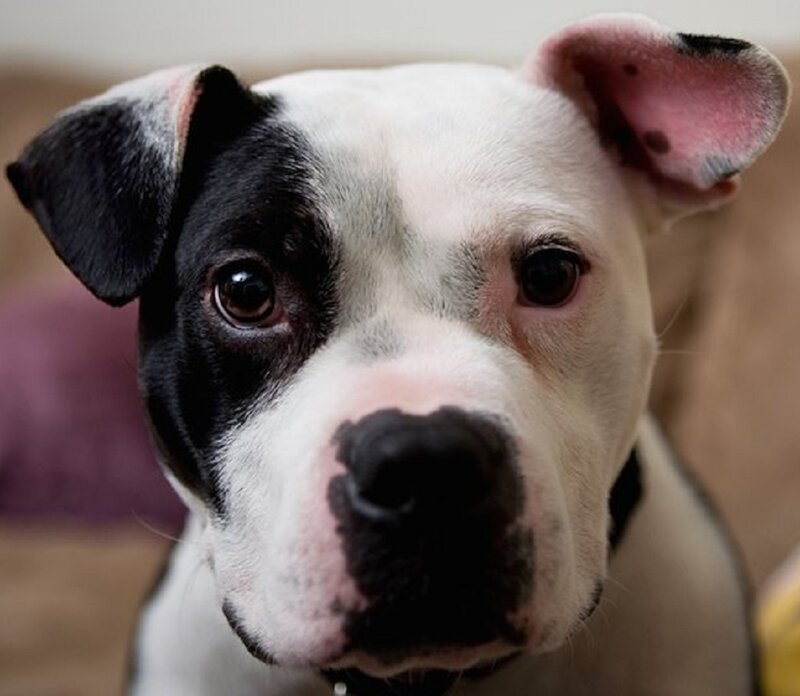 Black-and-white Pit Bull Puppy