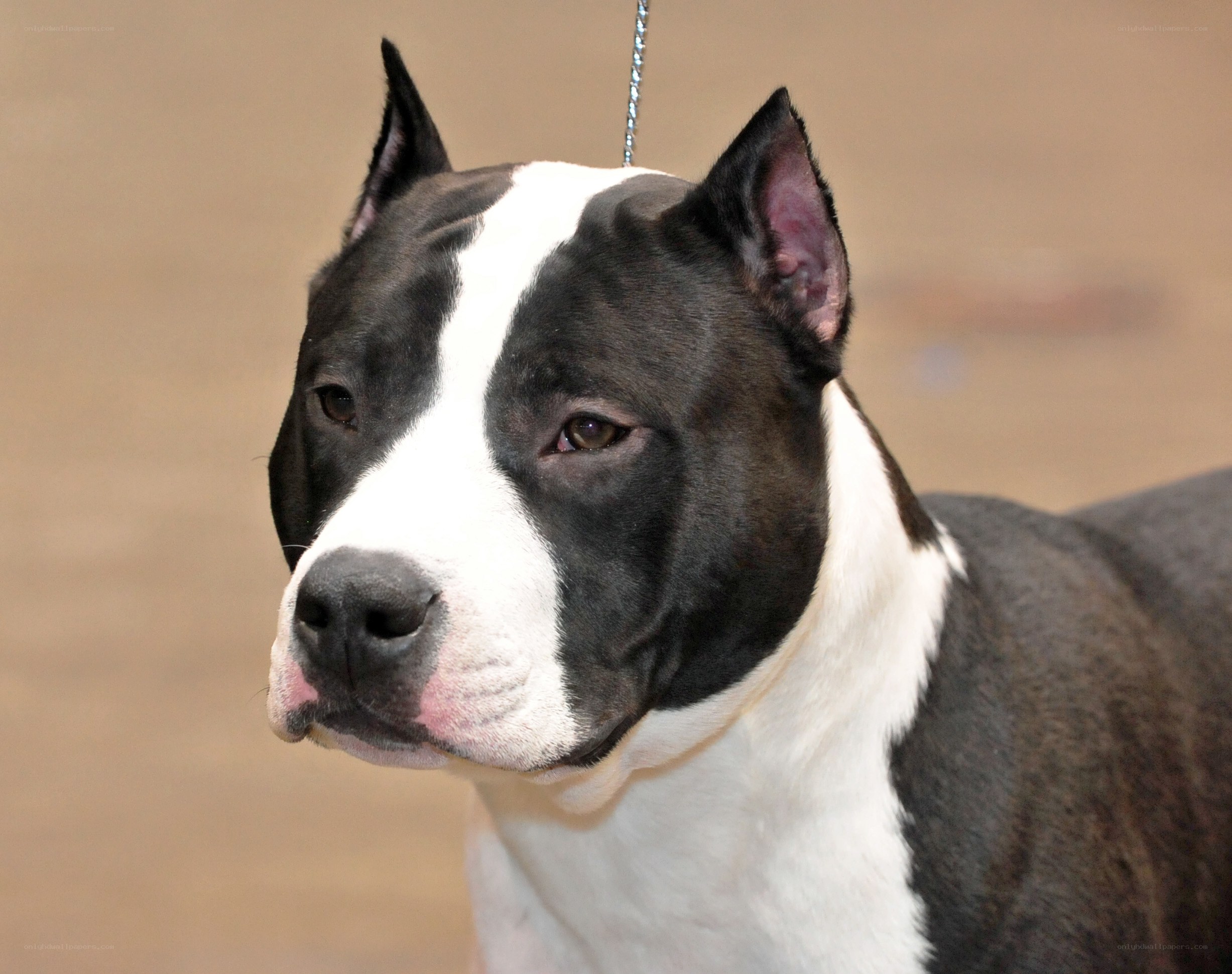 black and white pit bull
