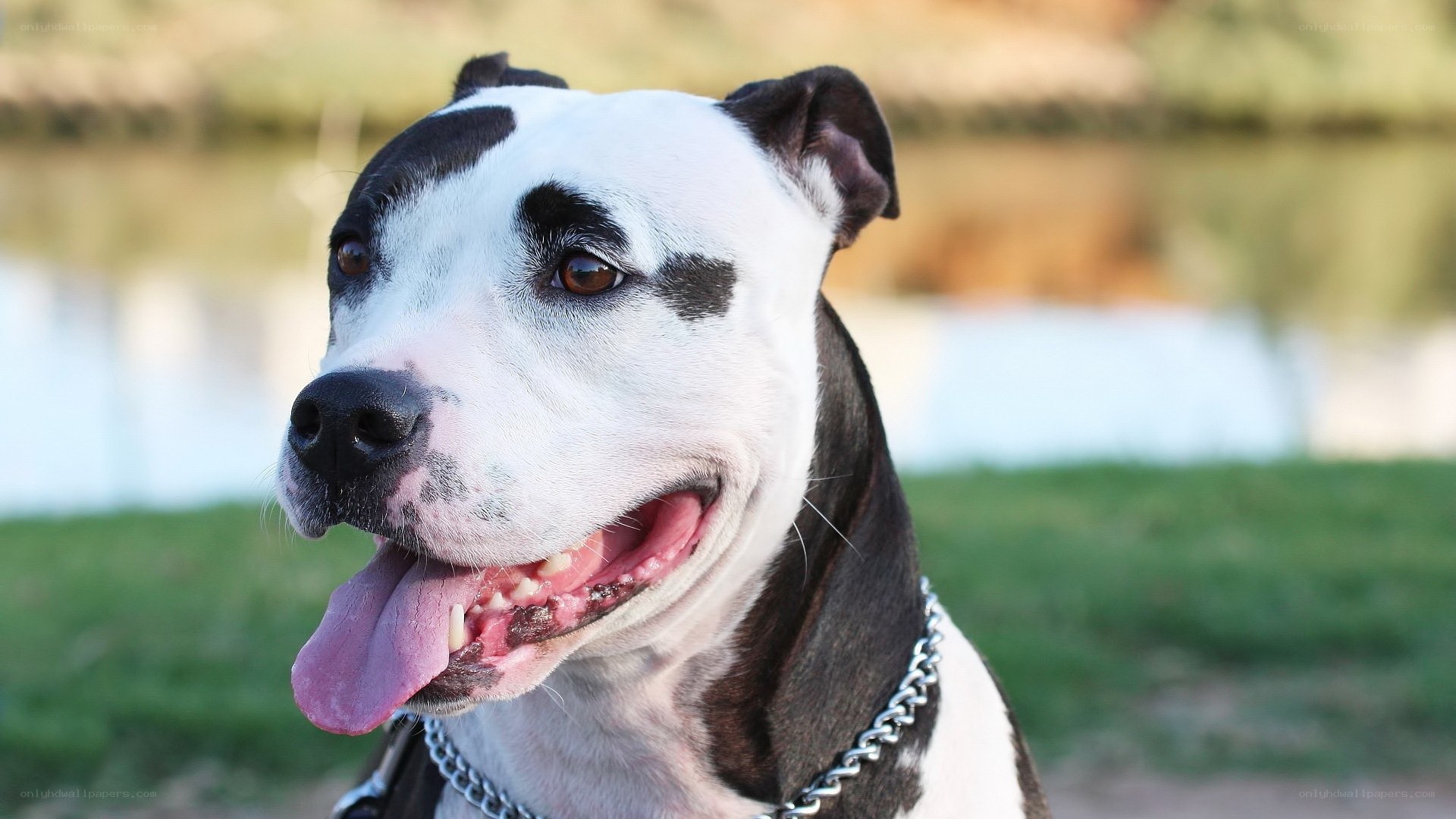black and white pitbull dog