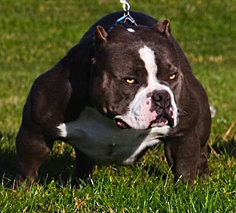 Black and White Pitbull
