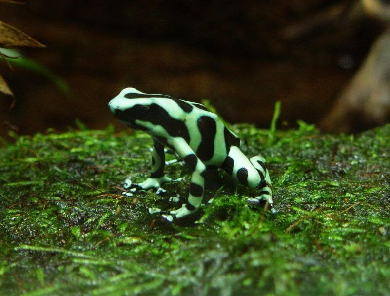 Black and White Poison Dart Frog
