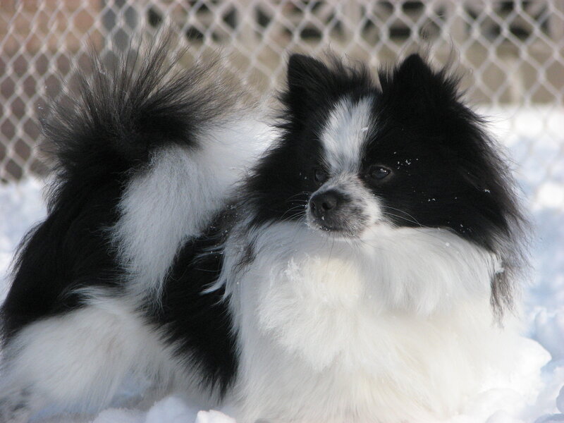 Black and White Pomeranian — Calm
