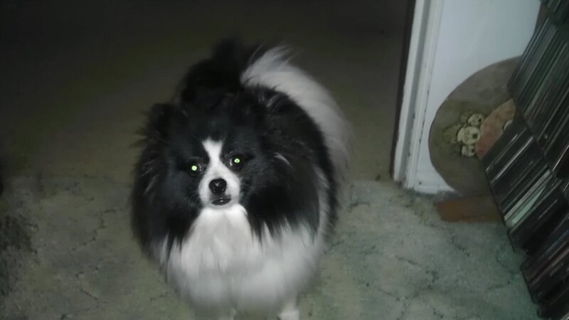Black and White Pomeranian — Dark