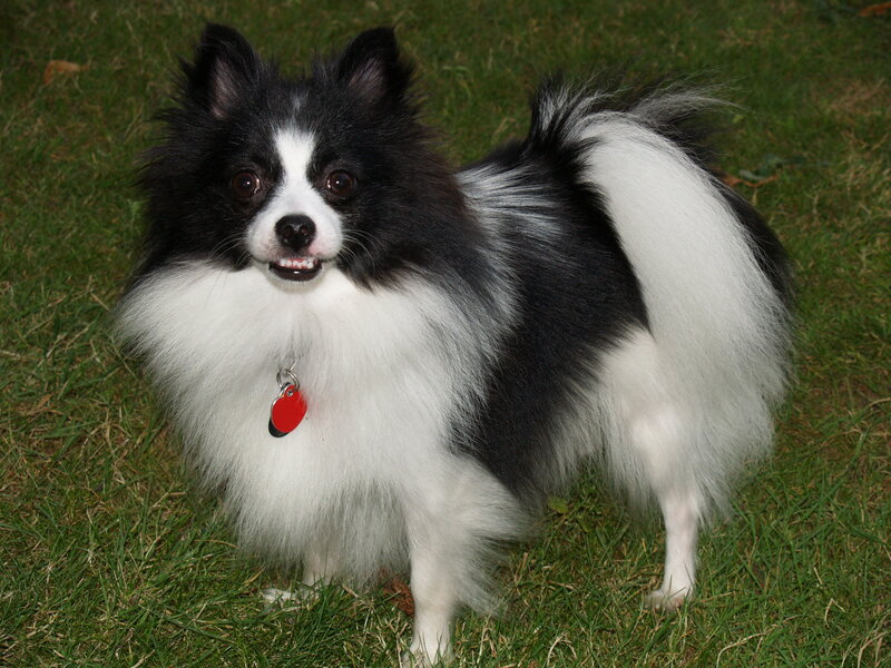 Black and white Pomeranian dog