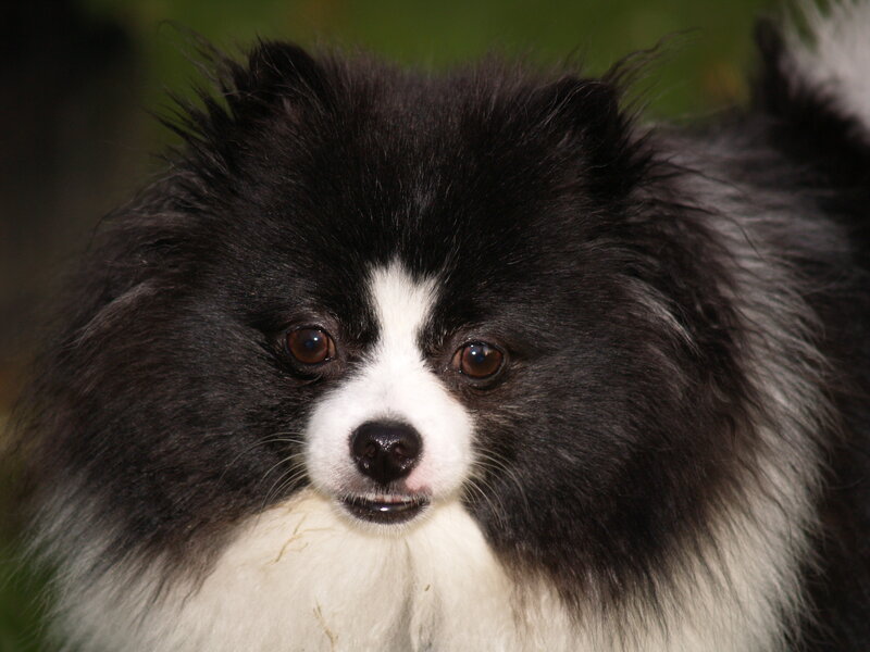 Black and White Pomeranian