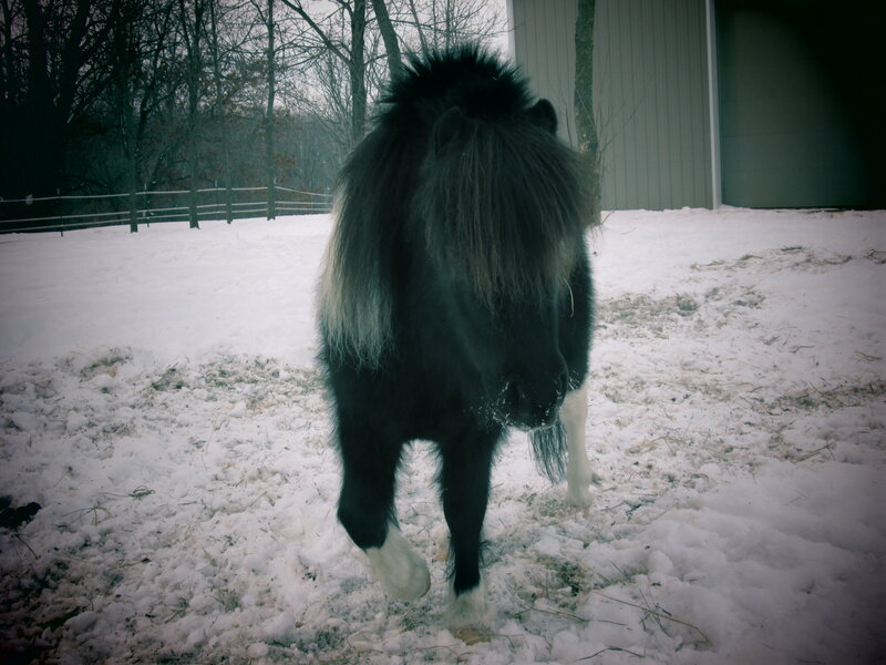 Black and White Pony — Cold