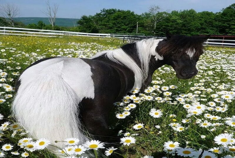 Black and White Pony — Serene