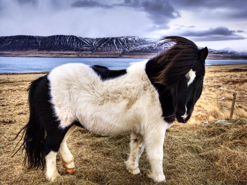 Black and White Pony