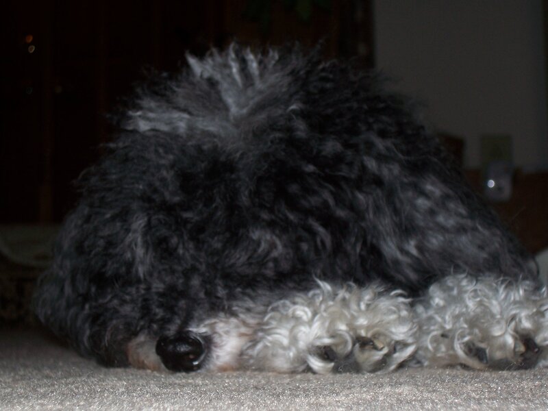 Black and White Poodle