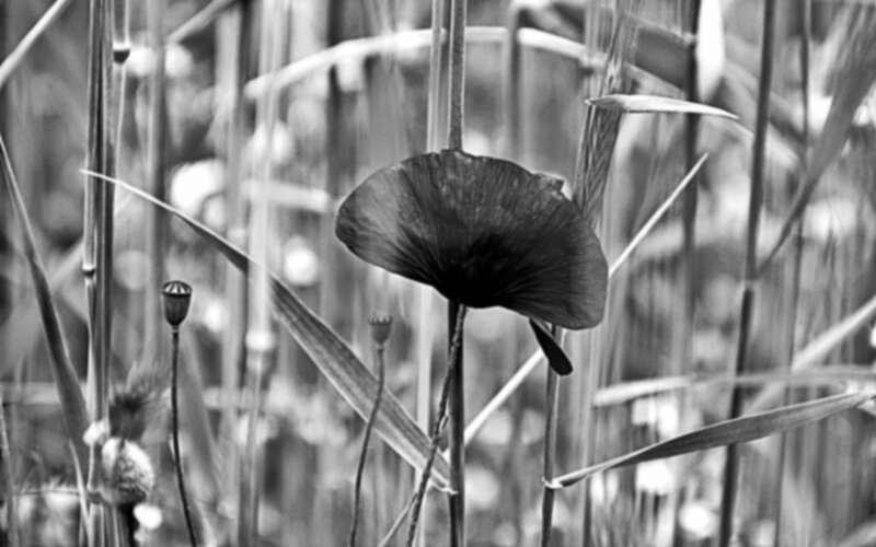 Black-and-white Poppy Flower