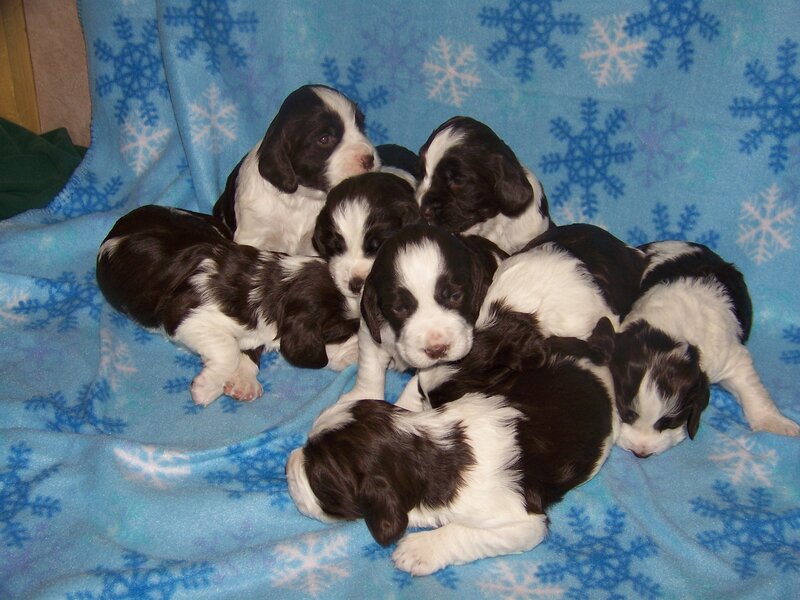 Black and White Puppies — Blue